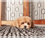 Small Photo #8 Maltipoo (Miniature) Puppy For Sale in NAPLES, FL, USA