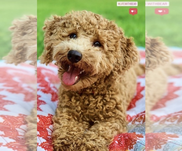 Medium Photo #1 Goldendoodle (Miniature) Puppy For Sale in ABILENE, TX, USA