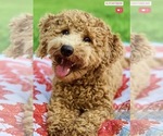 Small Photo #1 Goldendoodle (Miniature) Puppy For Sale in ABILENE, TX, USA