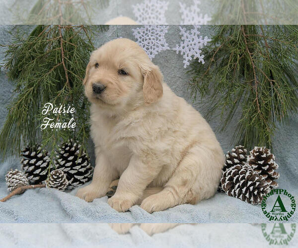Medium Photo #2 Golden Retriever Puppy For Sale in HARRISONBURG, VA, USA