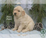 Small Photo #15 Golden Retriever Puppy For Sale in HARRISONBURG, VA, USA