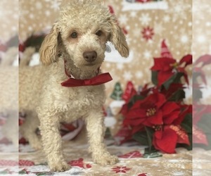 Poodle (Miniature) Puppy for sale in LANCASTER, PA, USA