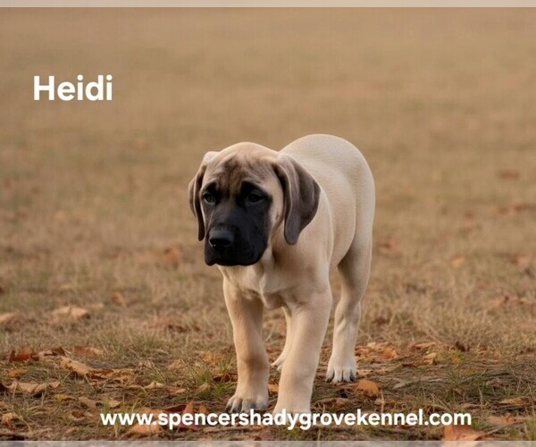 Medium Photo #1 Mastiff Puppy For Sale in CABOOL, MO, USA
