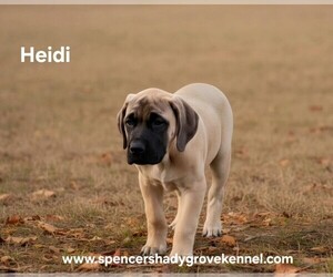 Mastiff Puppy for sale in CABOOL, MO, USA