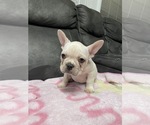 Small Photo #1 French Bulldog Puppy For Sale in SAN JOSE, CA, USA