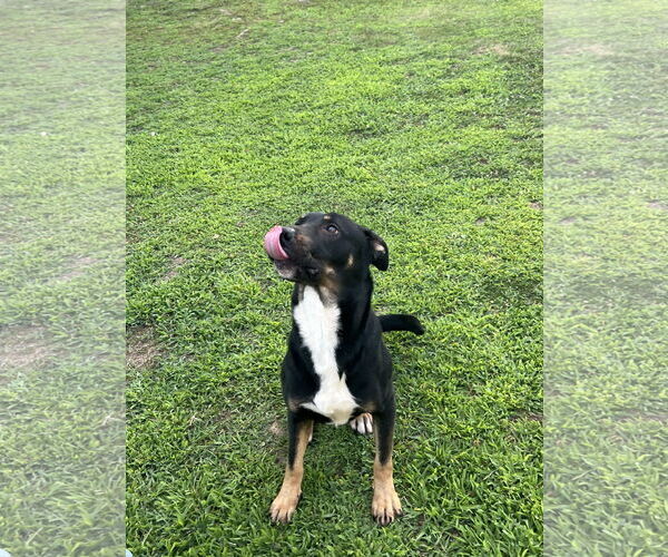 Medium Photo #2 American Pit Bull Terrier-German Shepherd Dog Mix Puppy For Sale in COLUMBIA, MD, USA