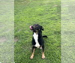 Small #1 American Pit Bull Terrier-German Shepherd Dog Mix