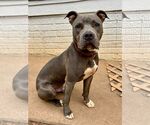 Small #7 American Pit Bull Terrier Mix