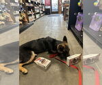 Small #3 German Shepherd Dog