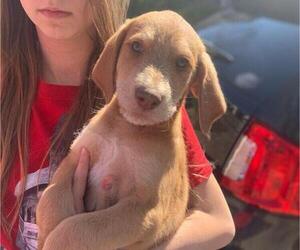 Labradoodle Puppy for sale in DALLAS, GA, USA