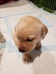 Small Photo #1 Labrador Retriever Puppy For Sale in LONG VALLEY, NJ, USA
