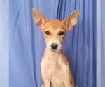 Small #5 Whippet Mix