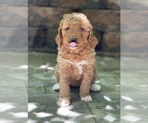 Goldendoodle Puppy for Sale in CAMDEN, Ohio USA
