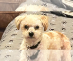 Small Maltese