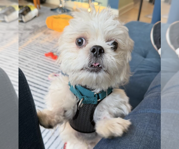 Medium Photo #8 Shih Tzu-Unknown Mix Puppy For Sale in Brooklyn, NY, USA