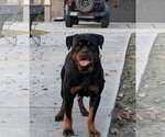 Small #3 Rottweiler