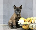 Raina - Female Belgian Malinois Puppy for Sale - Photo #3