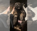 Puppy Runcy German Shepherd Dog