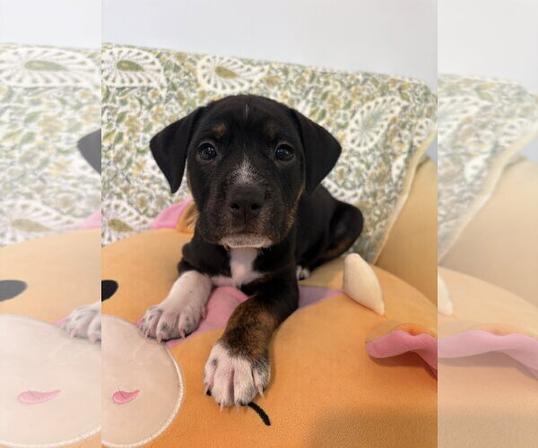 Medium Photo #1 American Staffordshire Terrier-Unknown Mix Puppy For Sale in Holly Springs, NC, USA