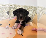 Small Photo #1 American Staffordshire Terrier-Unknown Mix Puppy For Sale in Holly Springs, NC, USA
