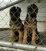 Small Photo #3 German Shepherd Dog Puppy For Sale in LIGONIER, IN, USA