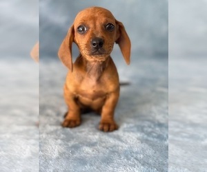 Dachshund Puppy for sale in SAN CLEMENTE, CA, USA