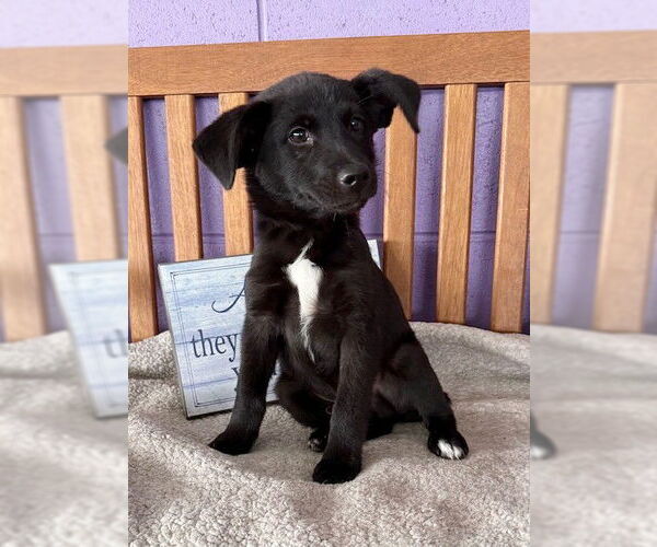 Medium Photo #4 Labrador Retriever-Unknown Mix Puppy For Sale in Genesee, WI, USA