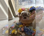 Small Photo #11 French Bulldog Puppy For Sale in LAKE HAVASU CITY, AZ, USA