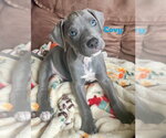 Small American Staffordshire Terrier Mix