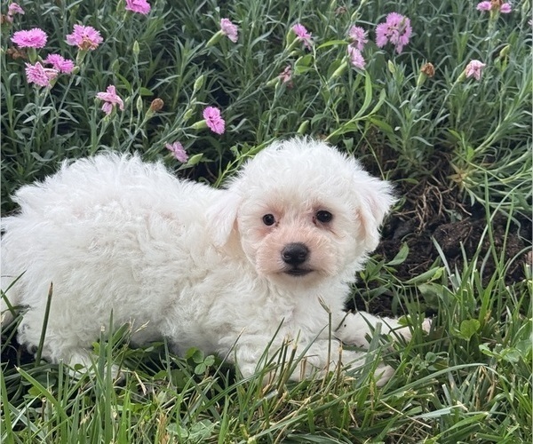 Medium Photo #3 Bichpoo Puppy For Sale in CANOGA, NY, USA