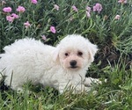 Small #2 Bichpoo
