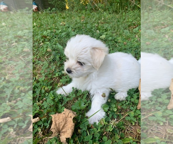 Medium Photo #4 Morkie Puppy For Sale in WELLSBORO, PA, USA