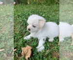 Small Photo #4 Morkie Puppy For Sale in WELLSBORO, PA, USA