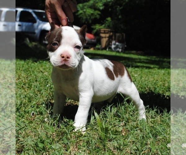 Medium Photo #1 American Bully Puppy For Sale in NASHVILLE, TN, USA