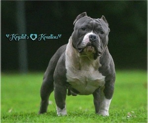 Father of the American Bully puppies born on 08/29/2022