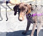 Small #3 German Shorthaired Pointer