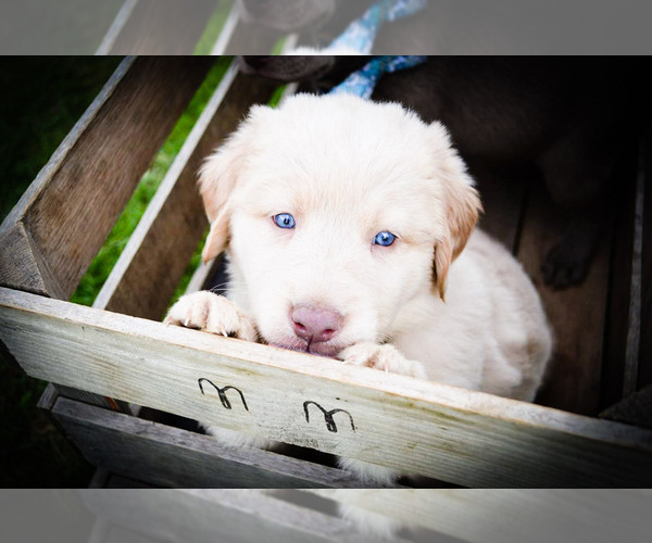 Medium Photo #3 Labrador Retriever Puppy For Sale in MILLMONT, PA, USA