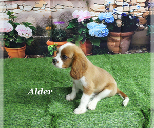 Cavalier King Charles Spaniel Puppy for sale in CHANUTE, KS, USA