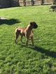 Small Photo #1 Boxer Puppy For Sale in STERLING HEIGHTS, MI, USA