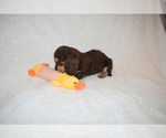 Small Photo #5 Dachshund Puppy For Sale in BENTON, AR, USA