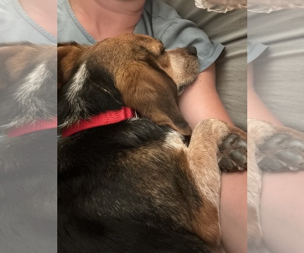 Medium Photo #6 Beagle Puppy For Sale in Dunnellon, FL, USA