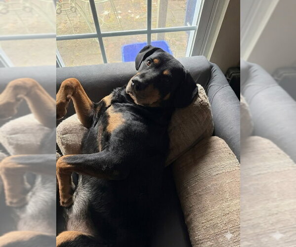 Medium Photo #20 Rottweiler-Unknown Mix Puppy For Sale in White Hall, AR, USA