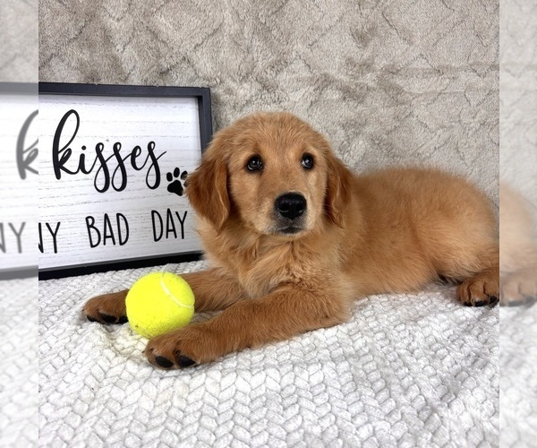 Medium Photo #4 Golden Retriever Puppy For Sale in INDIANAPOLIS, IN, USA