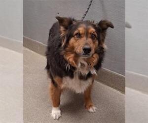 German Shepherd Dog-Unknown Mix Dogs for adoption in Las Vegas, NV, USA