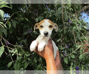 Chiweenie Dogs for adoption in San Diego, CA, USA