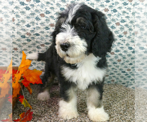 Bernedoodle (Miniature) Puppy for sale in ROY, UT, USA