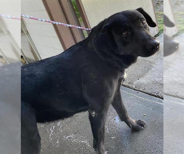 Medium Photo #1 Labrador Retriever-Unknown Mix Puppy For Sale in Camarillo, CA, USA