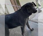 Small Labrador Retriever Mix