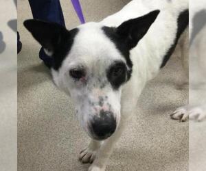 Australian Shepherd-Unknown Mix Dogs for adoption in Riverside, CA, USA