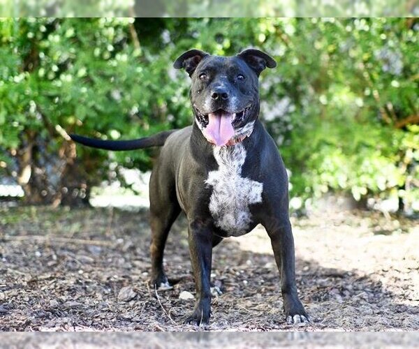 Medium Photo #1 American Bulldog-Unknown Mix Puppy For Sale in Tavares, FL, USA